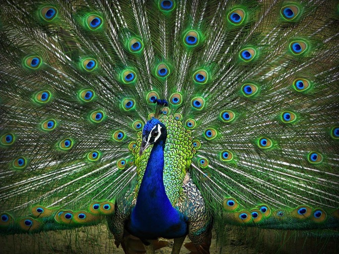 peacock6